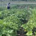 Growing Your Own Produce in Ellisville, Mississippi: A Guide for Beginners