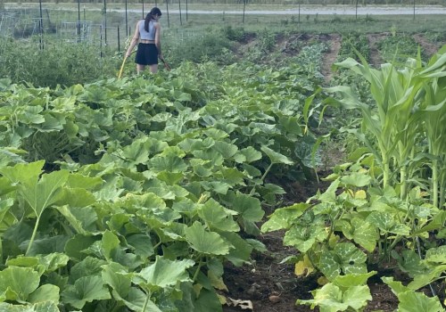 Growing Your Own Produce in Ellisville, Mississippi: A Guide for Beginners